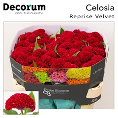 Celosia Reprise Velvet 72cm