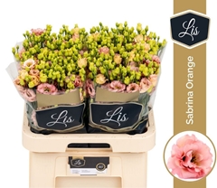 Eustoma Double Sabrina Orange 70cm