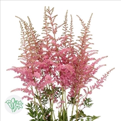 Astilbe Cattleya 80cm