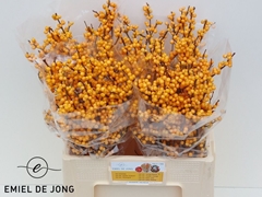 Ilex Verticillata Golden Verboom 60cm
