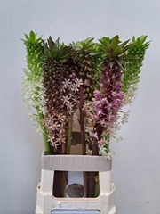 Eucomis Gem 75cm