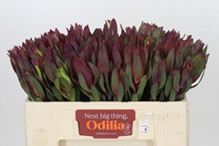 Leucadendron Senorita 50cm