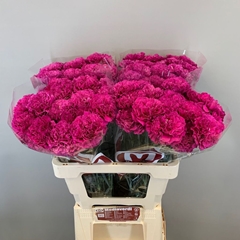 Dianthus Single Passion Violet 60cm