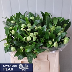 Helleborus Magnificent Bells 35cm