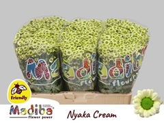 Chrysanth Santini Madiba Nyaka Cream 55cm 40gr.