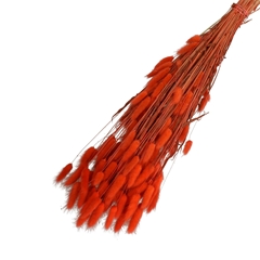 Dried Flowers Lagurus 65cm 100g