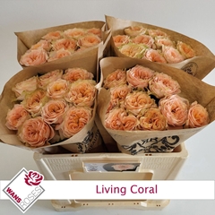 Rosa Living Coral 50cm