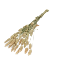 Dried Flowers Lagurus 60cm 100gr