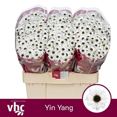Chrysanth Santini Yin Yang 55cm 50gr.