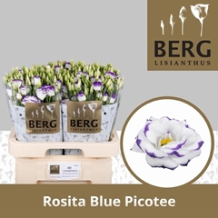 Eustoma Double Rosita Blue Picotee 70cm
