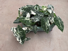 Alocasia Freydyk 9Ø 15cm