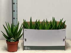 Aloe Perfoliata 17Ø 45cm
