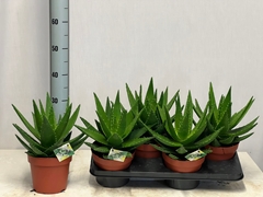 Aloe Perfoliata 17Ø 30cm
