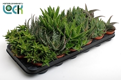Aloe Mix 8Ø 15cm