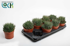 Aloe Aristata 12Ø 20cm