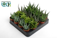 Aloe Mix 5Ø 10cm