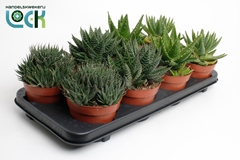 Aloe Mix 12Ø 15cm