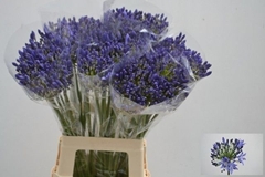 Agapanthus Arctic Ocean 70cm