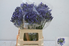Agapanthus Arctic Ocean 60cm