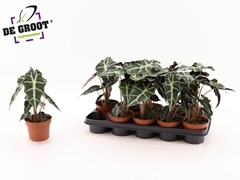 Alocasia Polly 12Ø 30cm