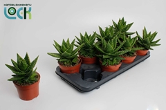 Aloe Perfoliata 12Ø 20cm