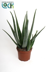 Aloe Vera 19Ø 50cm