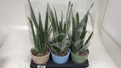 Aloe Vera 12Ø 35cm