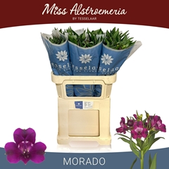 Alstroemeria Morado 75cm 45gr.