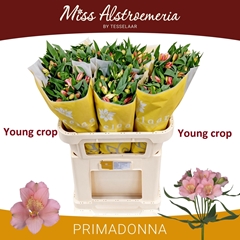 Alstroemeria Primadonna 75cm 85gr.