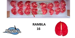 Anthurium Rambla 11cm Hd