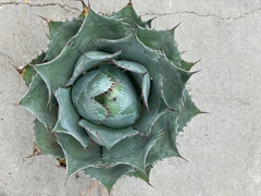 Agave Pota 25Ø 35cm