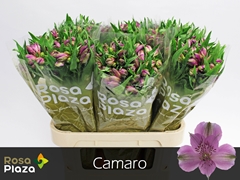 Alstroemeria Camaro 75cm 65gr.