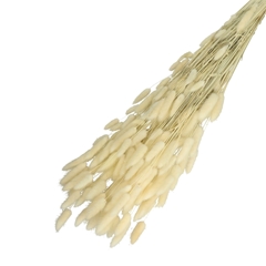 Dried Flowers Lagurus 65cm 100g