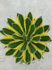 Agave Pota 25Ø 35cm