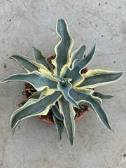Agave Pota 33Ø 35cm