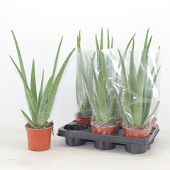 Aloe Vera 12Ø 40cm
