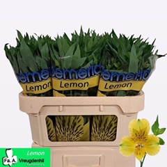 Alstroemeria Lemon 72cm 35gr.