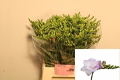 Freesia Double Rosario 50cm 20gr.