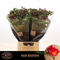 Freesia Single Red Baron 55cm 20gr.