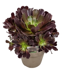 Aeonium Arboreum 17Ø 32cm