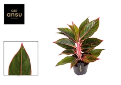 Aglaonema Jungle Red 12Ø 40cm