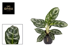 Aglaonema Amazon Silver 12Ø 30cm