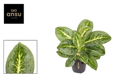 Aglaonema Lemon Mint 12Ø 40cm