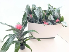 Aechmea Fasciata Primera 12Ø 40cm