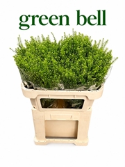 Lepidium Ruderale Green Bell 70cm 25gr.