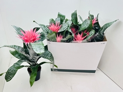 Aechmea Fasciata Primera 14Ø 55cm