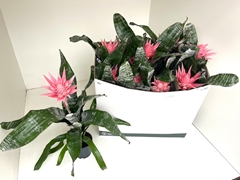 Aechmea Fasciata Primera 12Ø 50cm