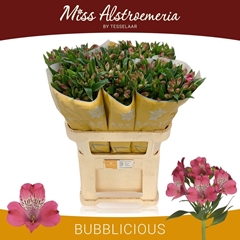 Alstroemeria Bubblicious 75cm 75gr.