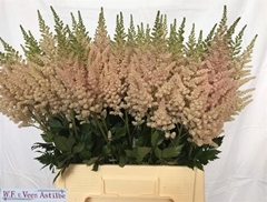 Astilbe Vision Inferno 70cm