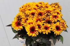 Heliopsis Yellow Spider 52cm